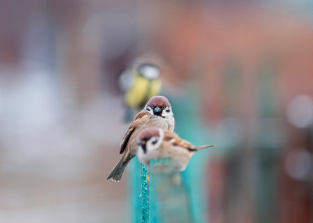 group of birds and sparrows standing in a row in the garden on a fence in the villageの写真素材