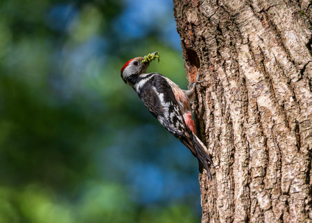 woodpecker bird sitting on tree trunk with beak full of caterpillars near hollow in spring sunny forestの写真素材