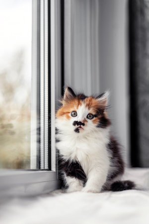 fluffy cute little tricolor kitten sitting on windowsill and looking forward curiouslyの写真素材