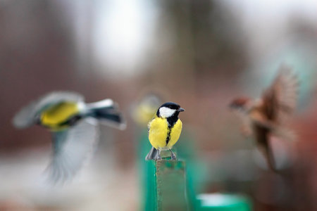 bright tit stands on wooden fence in garden among flying birdsの写真素材