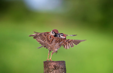 birds sparrows clashed beaks and wings on a tree stump against the background of a green summer gardenの写真素材