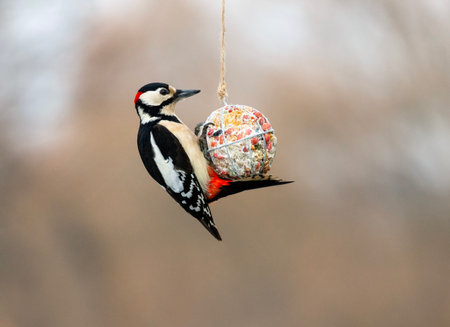 Woodpecker bird hanging on feeder and eating seeds and nuts in winter gardenの写真素材