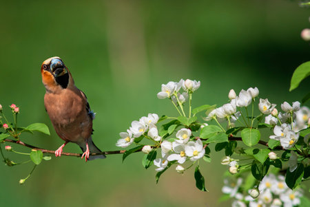 grosbeak bird sitting on branch of blooming tree in spring gardenの写真素材