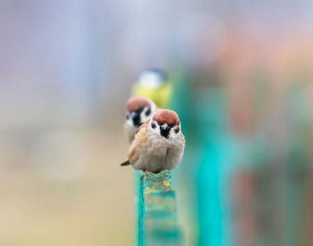 birds sparrows and tits sitting in a row on a wooden fence in the gardenの写真素材