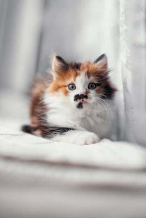 fluffy cute little tricolor kitten lying on windowsill and curiously peeking out through tulleの写真素材