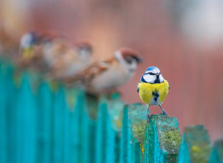 blue tit bird standing at the head group of birds sparrows in a row on a wooden fence in the villageの写真素材