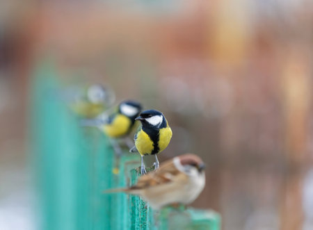 group of tits birds standing in a row in the garden on a wooden fence in the villageの写真素材