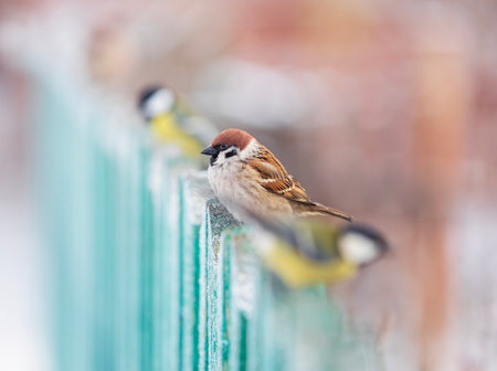 plump little birds sparrow and tits sitting fluffed up on a wooden fence in the countrysideの写真素材