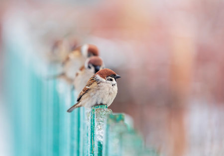 a row of funny and plump little birds sparrows sitting fluffed up on a wooden fence in the...