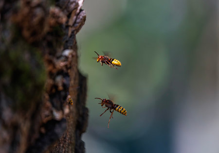 two dangerous hornet insects flying to their nest in a tree in a spring park