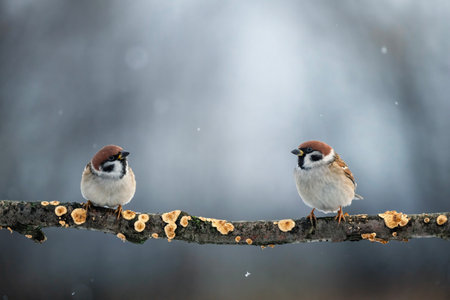 a pair of funny birds sparrows sitting on a branch in a winter garden and looking at each otherの写真素材