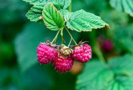 three raspberries in the garden on green background