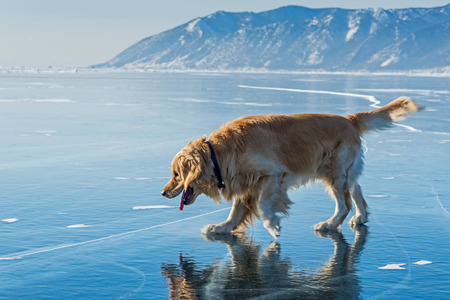dog Retriever Golden is on the ice of lake Baikalの写真素材