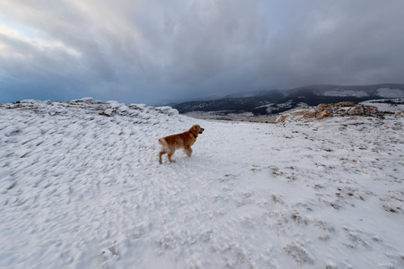 red dog in the snow on a background of cloudsの写真素材
