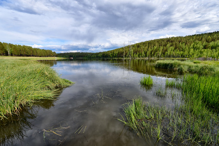 green grass by the lake and muddy waterの写真素材