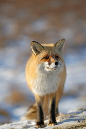 Red fox looks straight ahead in winterの写真素材