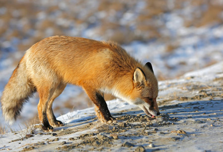 Red fox (Vulpes vulpes) in the winter.の写真素材