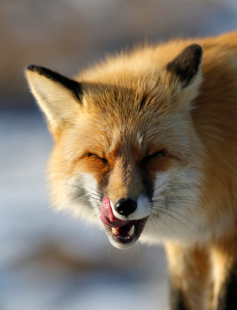 red fox licks her lipsの写真素材