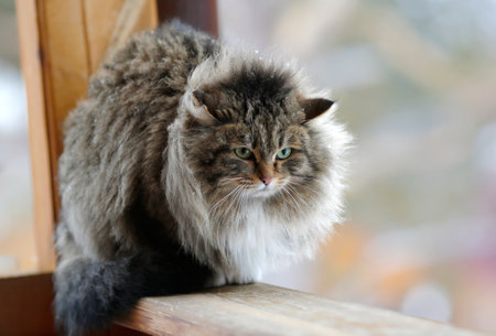 portrait of a fluffy green-eyed cat with snowflakes on its furの写真素材