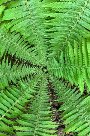 Green fern leaves top view Close upの写真素材