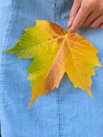 One multicolored Autumn Maple Leaf on a blue denim background, the brush hands holds a leaf. Autumn,...