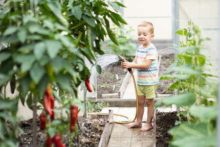 Boy for 4 years takes care of plants, waters seedlings in a greenhouse.の写真素材