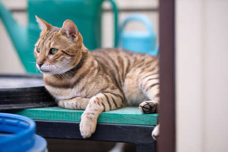 beautiful Bengal cat leopard color lying on the table looking away.