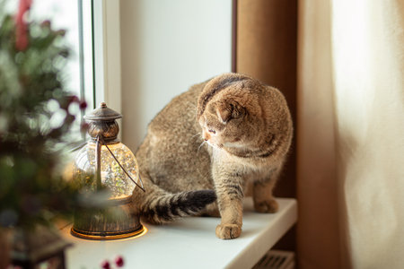 the cat at the window looks carefully at the Christmas toy, side view.の写真素材
