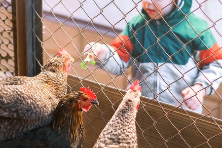 domestic hens inside in the chicken coop in a sunny spring day. little boy is feeding domestic hens outside chicken coop in a sunny spring day. hen look at camera oncept: love for animals and nature, agriculture, authenticity.の写真素材