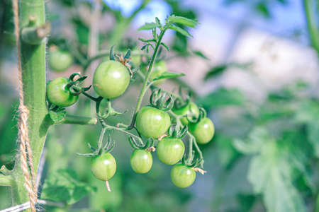 A sprig of green Cherry tomatoes in a private greenhouse close-up in the afternoon, concept: house farming.の写真素材