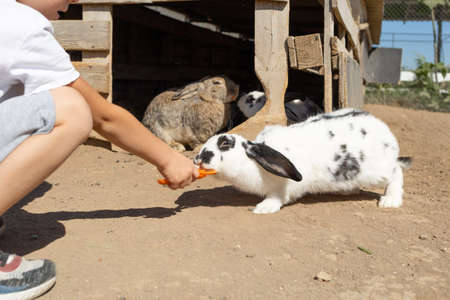 a child feeds a pet rabbit carrots on a summer day outdoors.