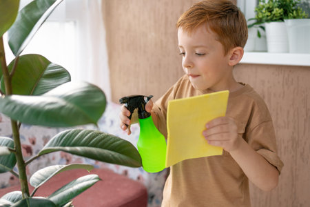 childrens home activity, the boy takes care of the house plant ficus.の写真素材