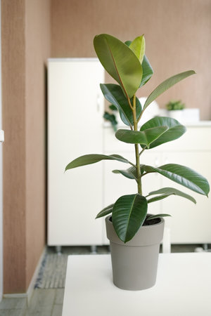 houseplant ficus in a pot on the background of home interior, vertically.の写真素材