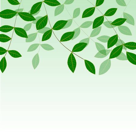 Spring natural fresh green leaves on green Background. Vector Illustration, clipping mask,  EPS10のイラスト素材