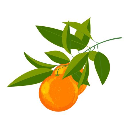 Vector illustration of fresh oranges, fruits with green leaves on white backgroundのイラスト素材