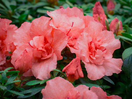 A branch with a fragrant red flowers Azaleaの写真素材
