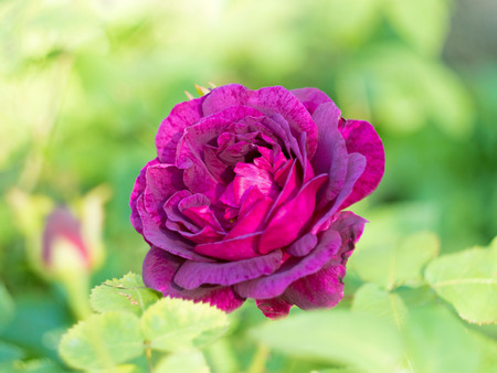 The flower Bud of the rose vinous color on a green background.の写真素材