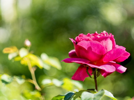 Floral sunny background with red flower of Rose with place for text. Backdrop with bokeh effect.の写真素材