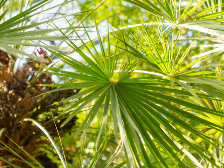 Fresh Palm tree in sunlight. Tropical background.の写真素材