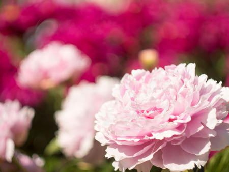 Floral background with pink flower of Piony with place for text. Backdrop with bokeh effect and sunlightの写真素材