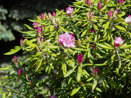 large shrub rhododendron with mauve flowers and unopened buds outdoors in the Park in Sunny weather.の写真素材
