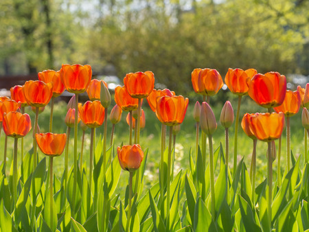 A lot of Tulip flowers in the meadow on a background of green grass and sunlightの写真素材