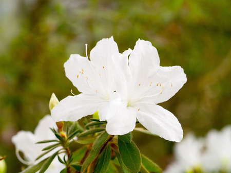 Inflorescence a lovely white flower of a rhododendron. Azalea.の写真素材