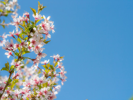 Inflorescence a beautiful white flower of sakura on the branches against the clear blue sky in sunlight with place for your textの写真素材