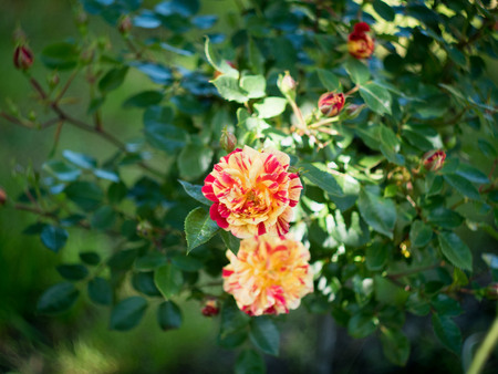 few rose buds variegated color on a green backgroundの写真素材