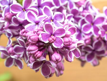 Syringa Sensation, lush buds of lilac flowers on a branch, close-up of inflorescenceの写真素材