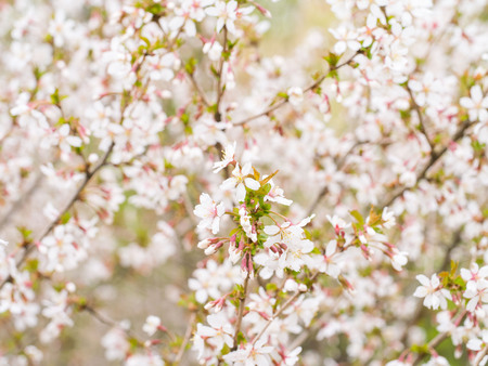Branch with blossoms Sakura. Abundant flowering bushes with pink buds cherry blossoms in the spring. Prunus incisaの写真素材
