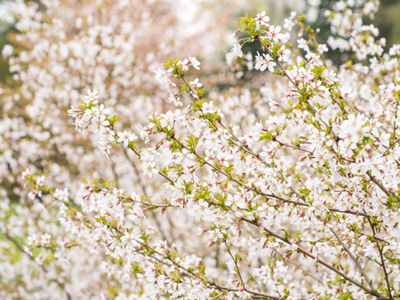 Branch with blossoms Sakura. Abundant flowering bushes with pink buds cherry blossoms in the spring. Prunus incisaの写真素材