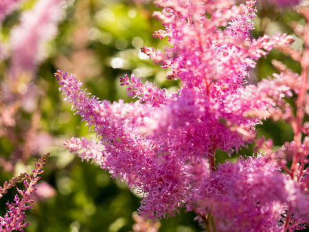 Beautiful Bush of flowers Astilbe with a fluffy pink paniclesの写真素材
