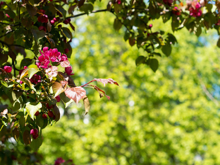 Branch of Apple  red blossoms in Park, background with place for your text.の写真素材